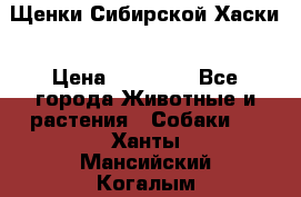 Щенки Сибирской Хаски › Цена ­ 20 000 - Все города Животные и растения » Собаки   . Ханты-Мансийский,Когалым г.